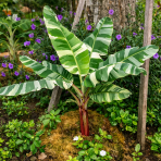 Banánovník (Musa) ´FLORIDA VARIEGATA´ - výška 200-220 cm, kont. C10L